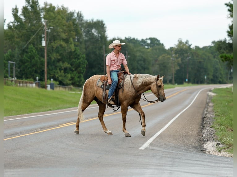 American Quarter Horse Castrone 4 Anni 152 cm Palomino in Huntsville, TX