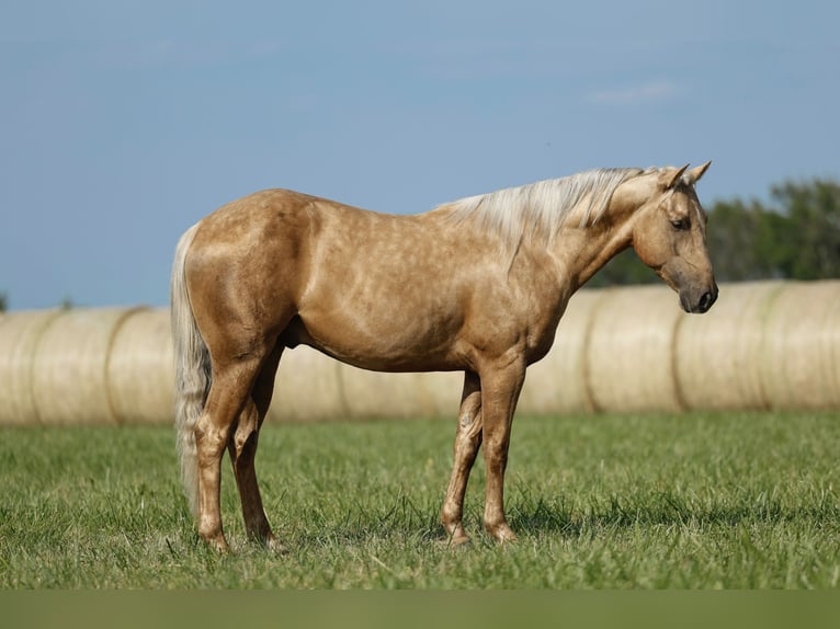 American Quarter Horse Castrone 4 Anni 152 cm Palomino in Huntsville, TX