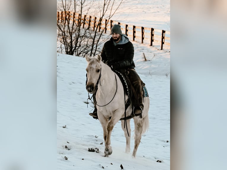 American Quarter Horse Castrone 4 Anni 152 cm Palomino in Orrville, OH