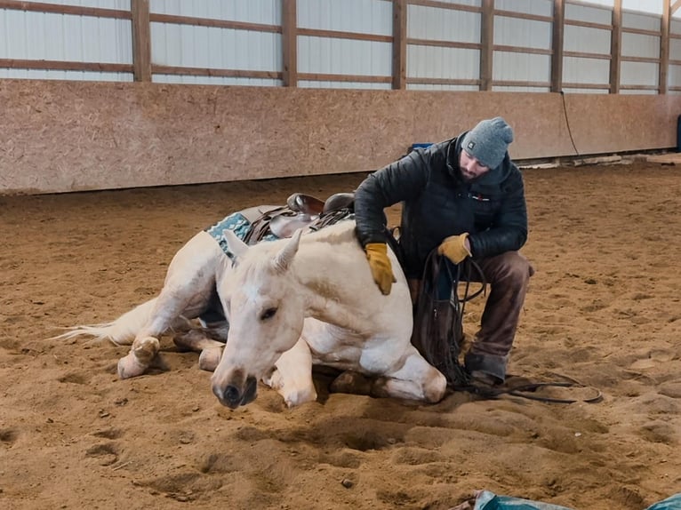 American Quarter Horse Castrone 4 Anni 152 cm Palomino in Orrville, OH