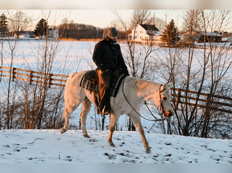 American Quarter Horse Castrone 4 Anni 152 cm Palomino in Orrville, OH