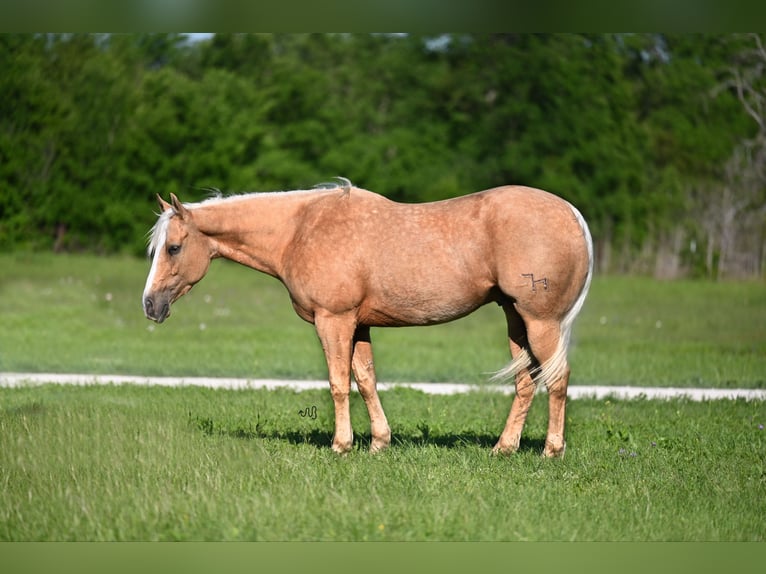 American Quarter Horse Castrone 4 Anni 152 cm Palomino in Waco, TX
