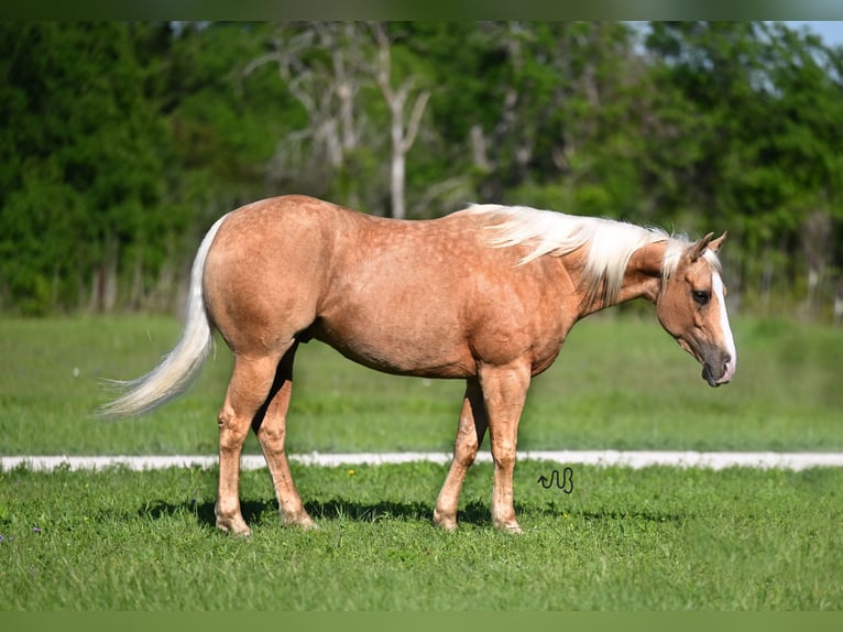 American Quarter Horse Castrone 4 Anni 152 cm Palomino in Waco, TX