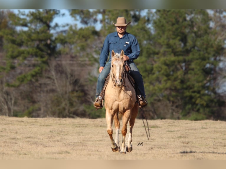 American Quarter Horse Castrone 4 Anni 152 cm Palomino in Carthage, TX