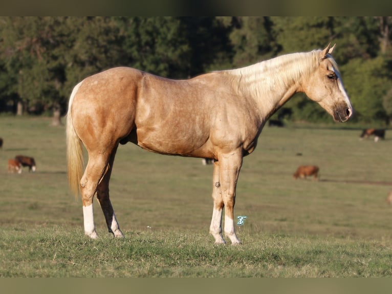 American Quarter Horse Castrone 4 Anni 152 cm Palomino in Carthage, TX