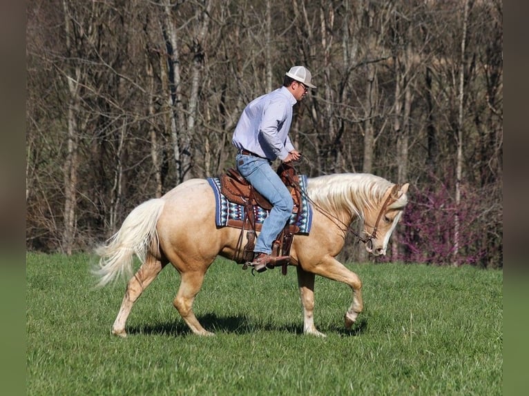 American Quarter Horse Castrone 4 Anni 152 cm Palomino in SOMERSET, KY