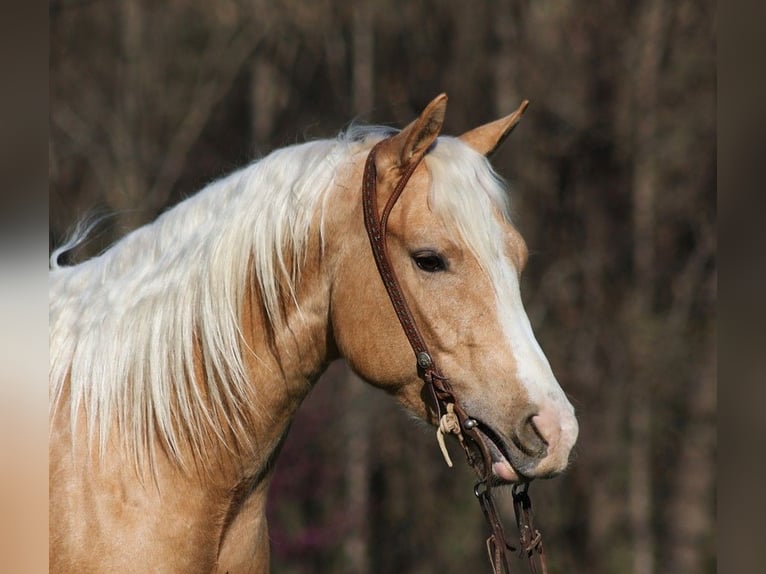 American Quarter Horse Castrone 4 Anni 152 cm Palomino in SOMERSET, KY