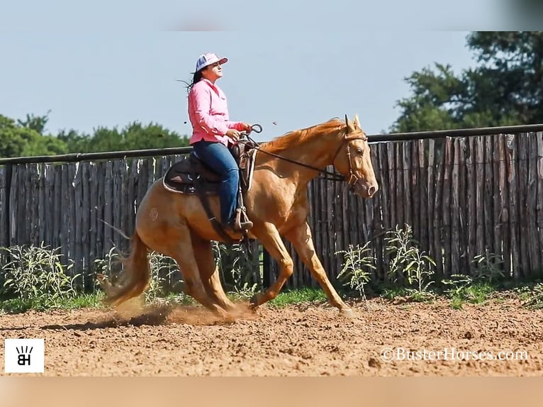 American Quarter Horse Castrone 4 Anni 152 cm Palomino in Weatherford TX