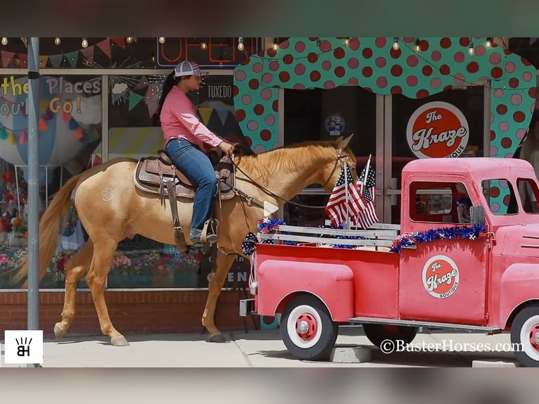 American Quarter Horse Castrone 4 Anni 152 cm Palomino in Weatherford TX