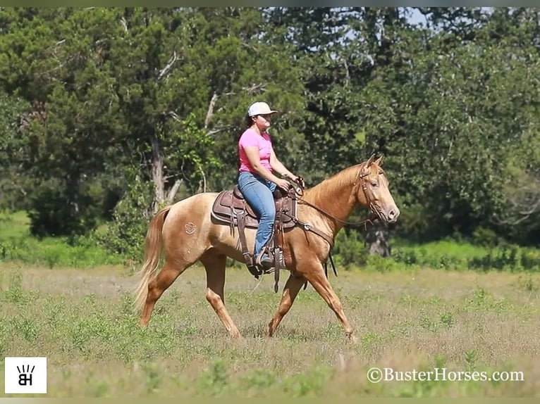 American Quarter Horse Castrone 4 Anni 152 cm Palomino in Weatherford TX