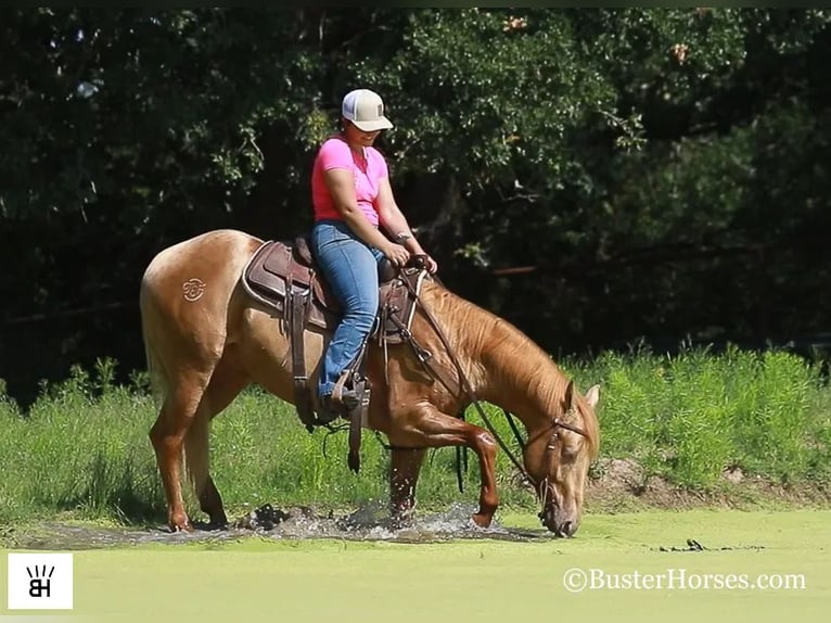 American Quarter Horse Castrone 4 Anni 152 cm Palomino in Weatherford TX