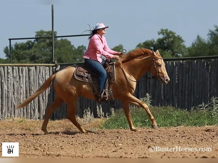 American Quarter Horse Castrone 4 Anni 152 cm Palomino in Weatherford TX