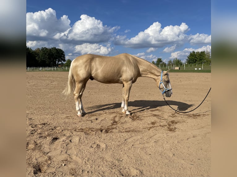American Quarter Horse Castrone 4 Anni 152 cm Palomino in Freystadt