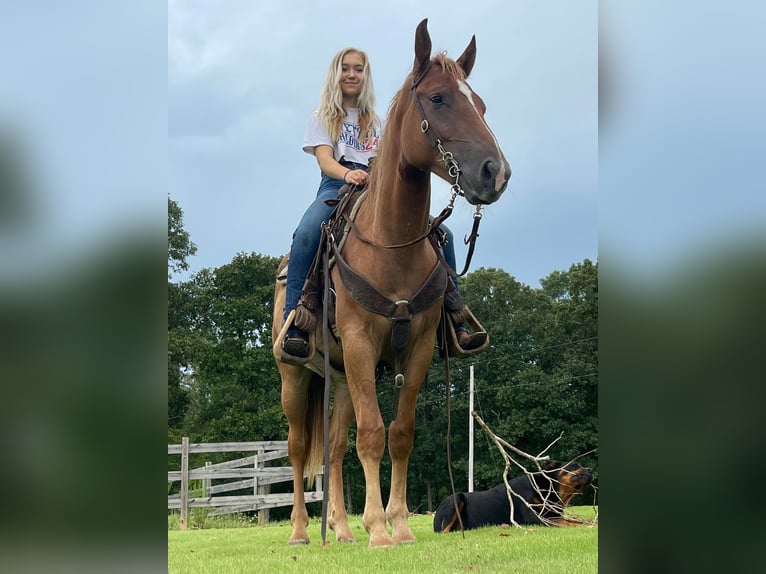 American Quarter Horse Castrone 4 Anni 152 cm in Brierfield Al