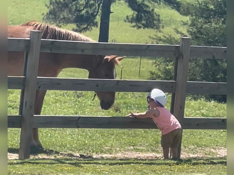 American Quarter Horse Castrone 4 Anni 152 cm in Brierfield Al