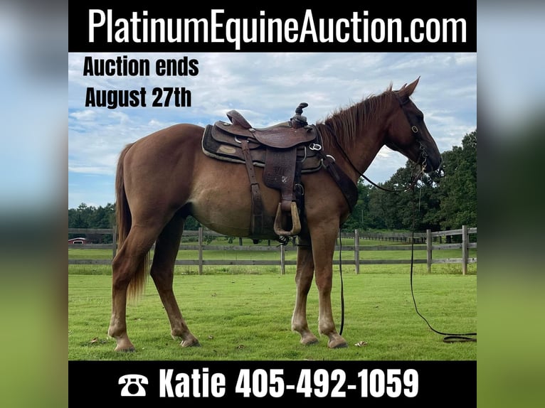 American Quarter Horse Castrone 4 Anni 152 cm in Brierfield Al