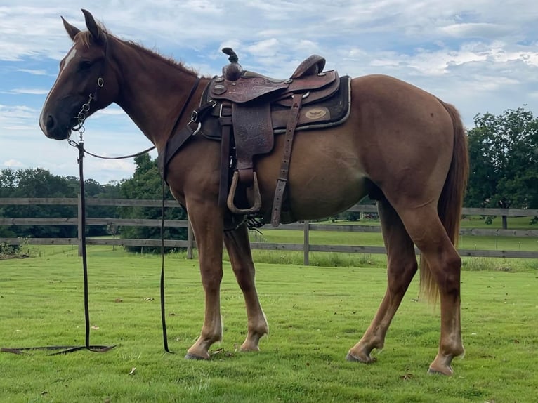 American Quarter Horse Castrone 4 Anni 152 cm in Brierfield Al