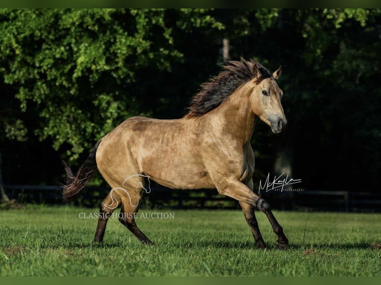 American Quarter Horse Castrone 4 Anni 152 cm Pelle di daino in Münster