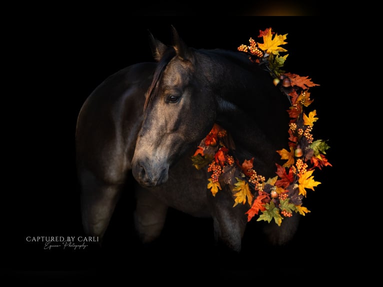 American Quarter Horse Castrone 4 Anni 152 cm Pelle di daino in Lewistown