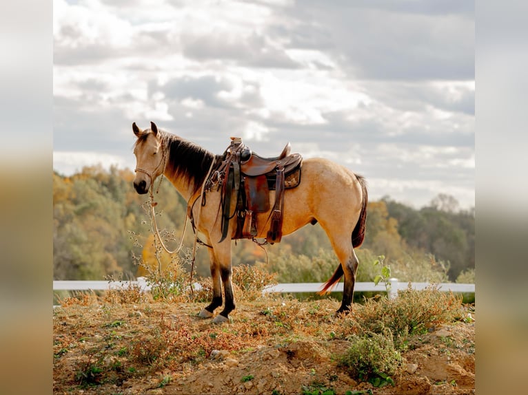 American Quarter Horse Castrone 4 Anni 152 cm Pelle di daino in Honey Brook