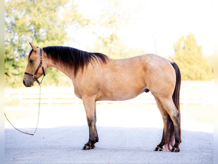 American Quarter Horse Castrone 4 Anni 152 cm Pelle di daino in Honey Brook