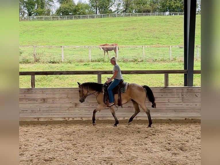 American Quarter Horse Castrone 4 Anni 152 cm Pelle di daino in Honey Brook