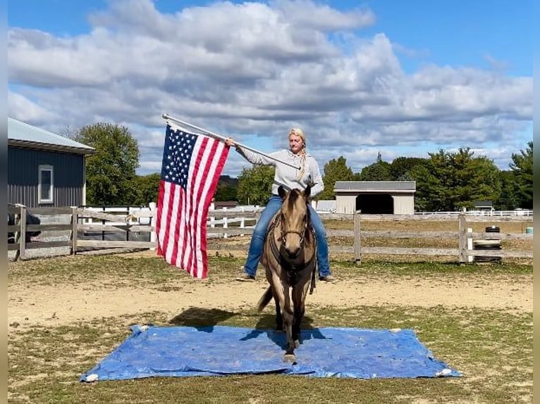 American Quarter Horse Castrone 4 Anni 152 cm Pelle di daino in Honey Brook