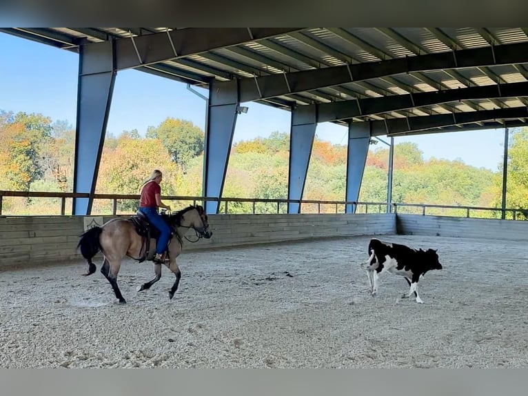 American Quarter Horse Castrone 4 Anni 152 cm Pelle di daino in Honey Brook