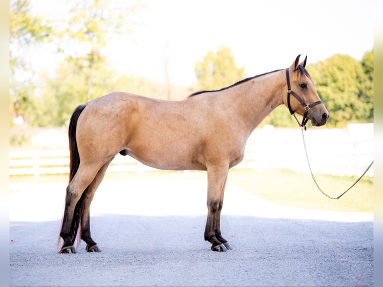 American Quarter Horse Castrone 4 Anni 152 cm Pelle di daino in Honey Brook