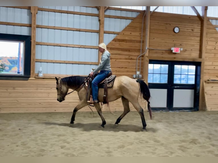 American Quarter Horse Castrone 4 Anni 152 cm Pelle di daino in Honey Brook