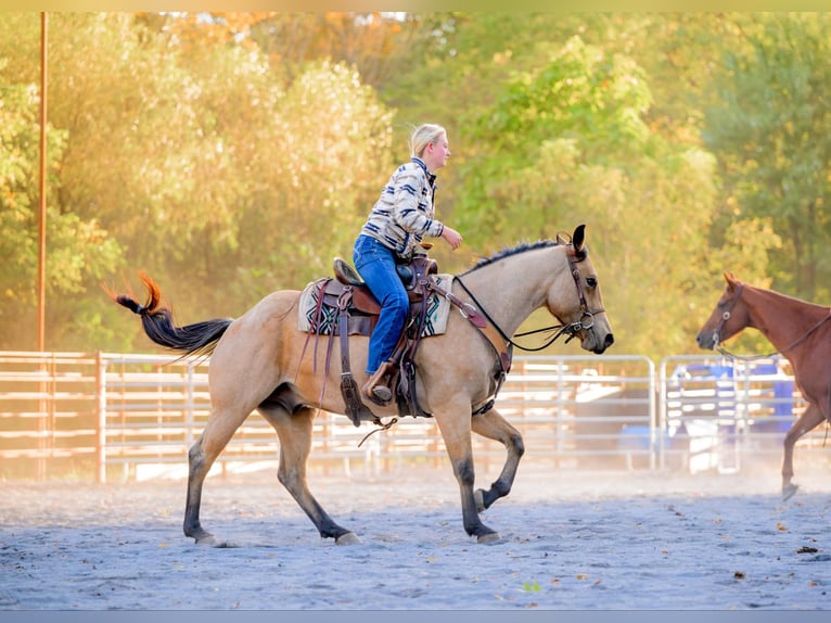 American Quarter Horse Castrone 4 Anni 152 cm Pelle di daino in Honey Brook