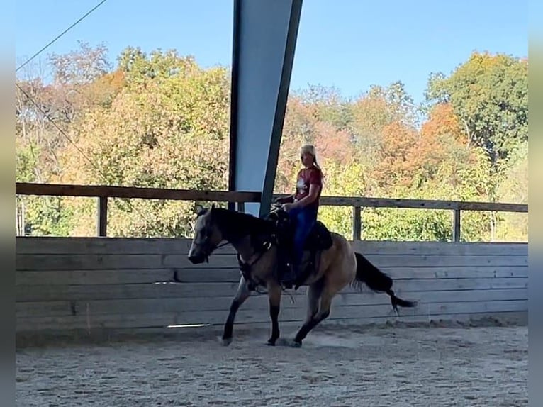 American Quarter Horse Castrone 4 Anni 152 cm Pelle di daino in Honey Brook