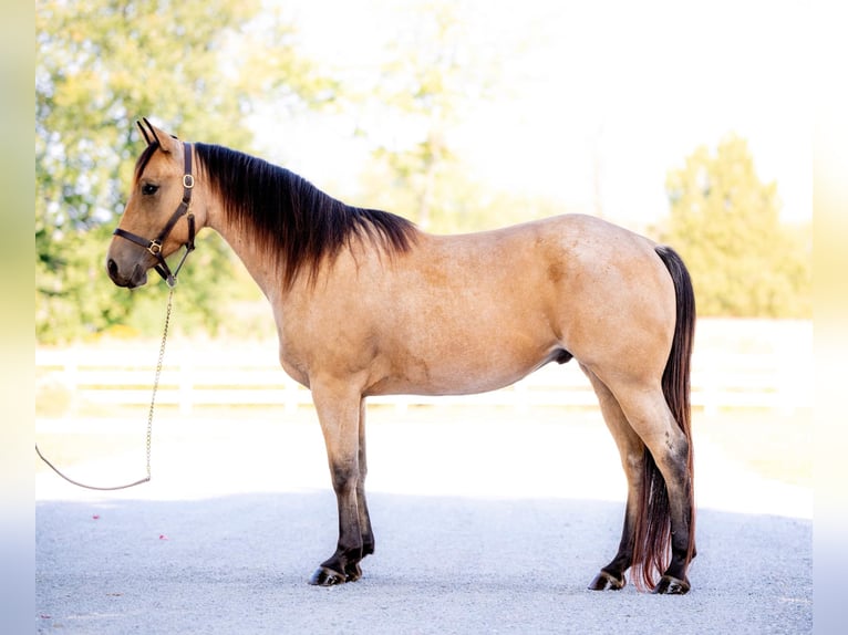 American Quarter Horse Castrone 4 Anni 152 cm Pelle di daino in Honey Brook