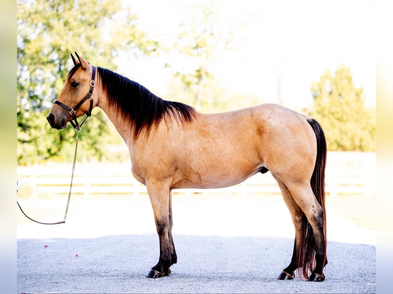 American Quarter Horse Castrone 4 Anni 152 cm Pelle di daino in Honey Brook