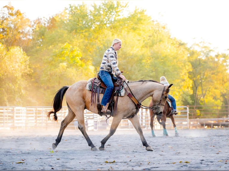 American Quarter Horse Castrone 4 Anni 152 cm Pelle di daino in Honey Brook