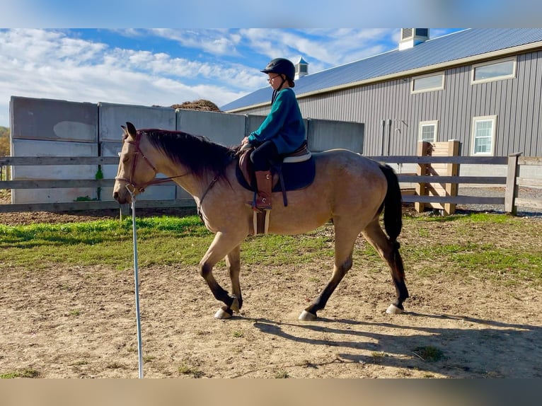 American Quarter Horse Castrone 4 Anni 152 cm Pelle di daino in Honey Brook