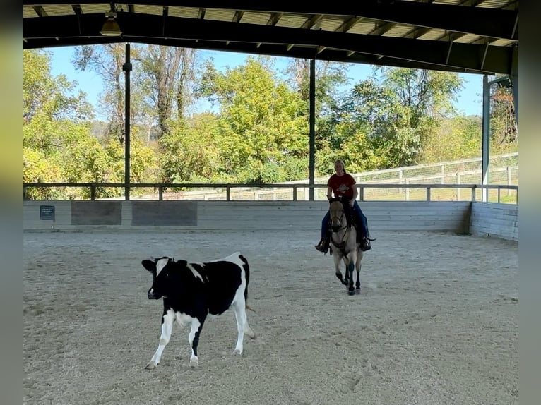 American Quarter Horse Castrone 4 Anni 152 cm Pelle di daino in Honey Brook