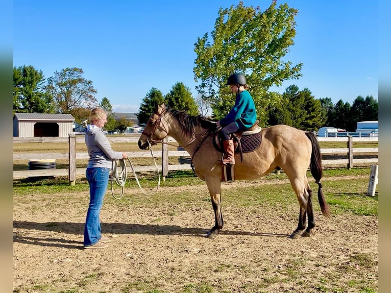 American Quarter Horse Castrone 4 Anni 152 cm Pelle di daino in Honey Brook