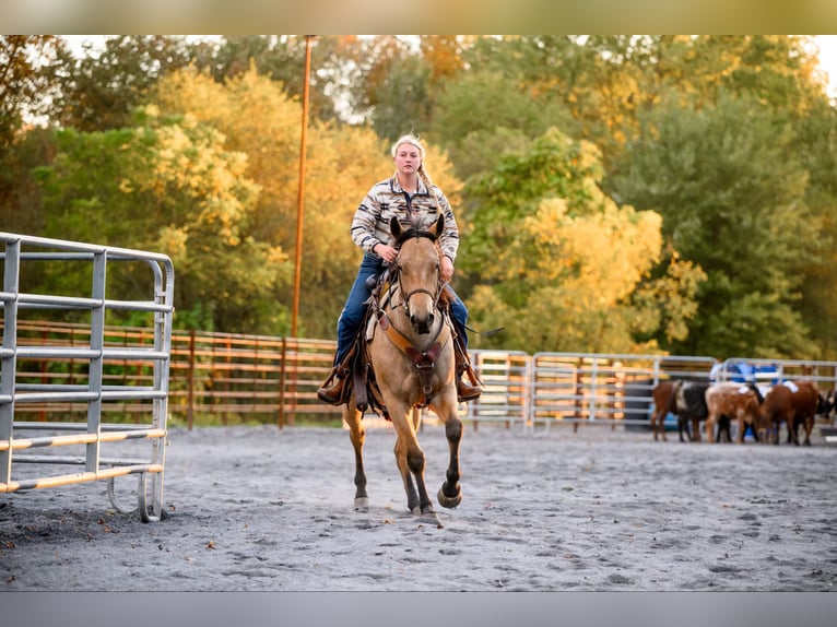 American Quarter Horse Castrone 4 Anni 152 cm Pelle di daino in Honey Brook