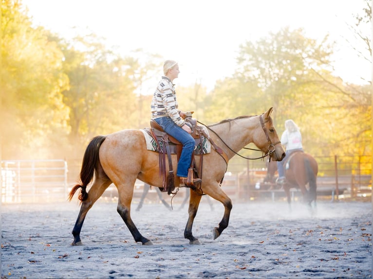 American Quarter Horse Castrone 4 Anni 152 cm Pelle di daino in Honey Brook