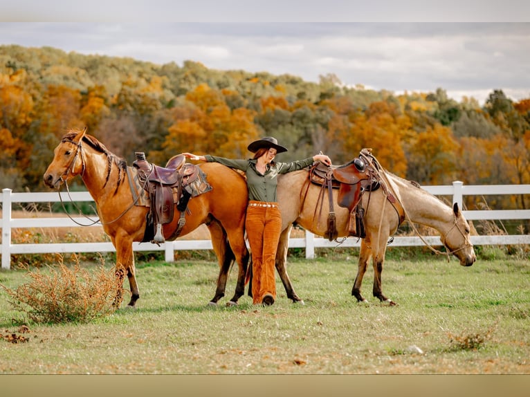 American Quarter Horse Castrone 4 Anni 152 cm Pelle di daino in Honey Brook