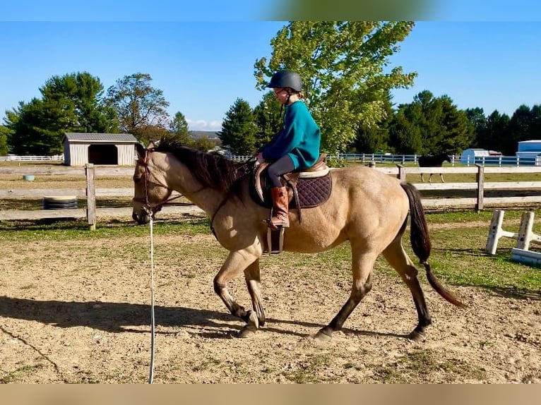 American Quarter Horse Castrone 4 Anni 152 cm Pelle di daino in Honey Brook