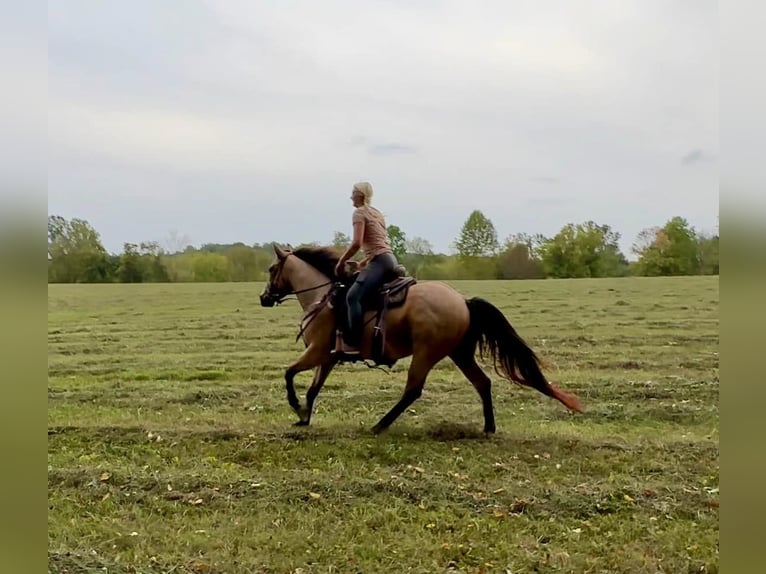 American Quarter Horse Castrone 4 Anni 152 cm Pelle di daino in Honey Brook