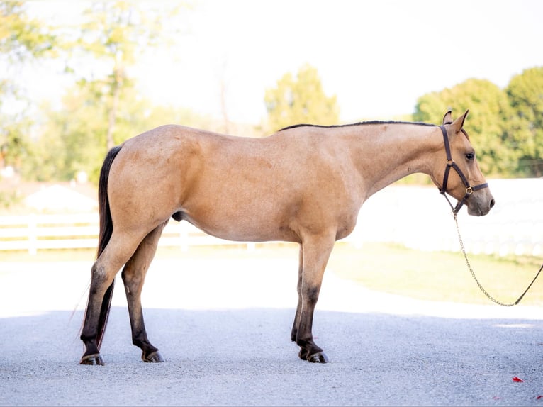 American Quarter Horse Castrone 4 Anni 152 cm Pelle di daino in Honey Brook