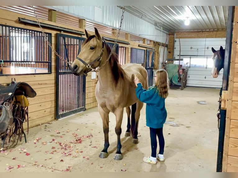 American Quarter Horse Castrone 4 Anni 152 cm Pelle di daino in Honey Brook