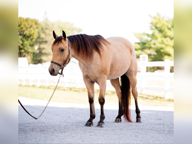 American Quarter Horse Castrone 4 Anni 152 cm Pelle di daino in Honey Brook