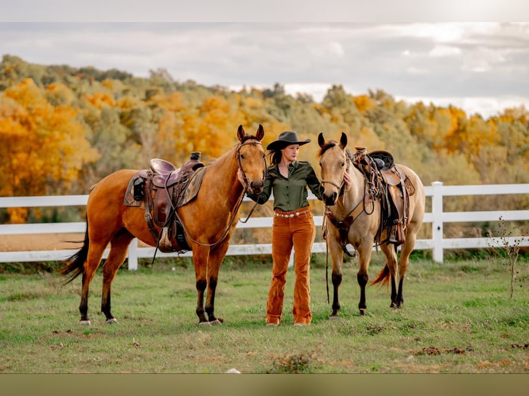 American Quarter Horse Castrone 4 Anni 152 cm Pelle di daino in Honey Brook