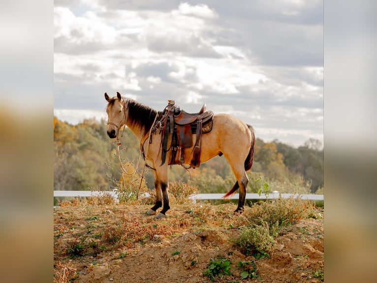 American Quarter Horse Castrone 4 Anni 152 cm Pelle di daino in Honey Brook