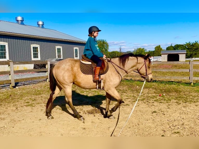 American Quarter Horse Castrone 4 Anni 152 cm Pelle di daino in Honey Brook