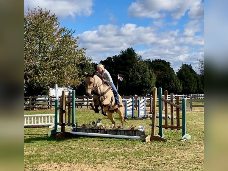 American Quarter Horse Castrone 4 Anni 152 cm Pelle di daino in Honey Brook